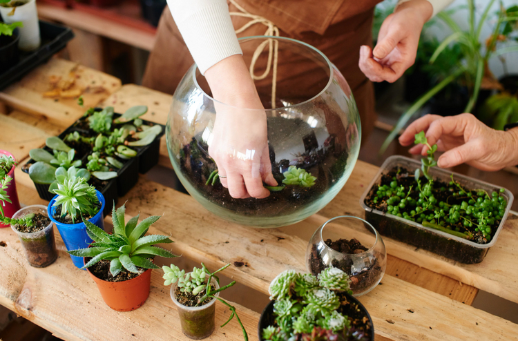 DIY Terrarium Kits - COZY GARDEN