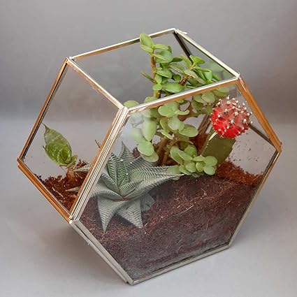 Hexagonal Glass Terrarium DIY Kit with Live Plants & Moss - COZY GARDEN