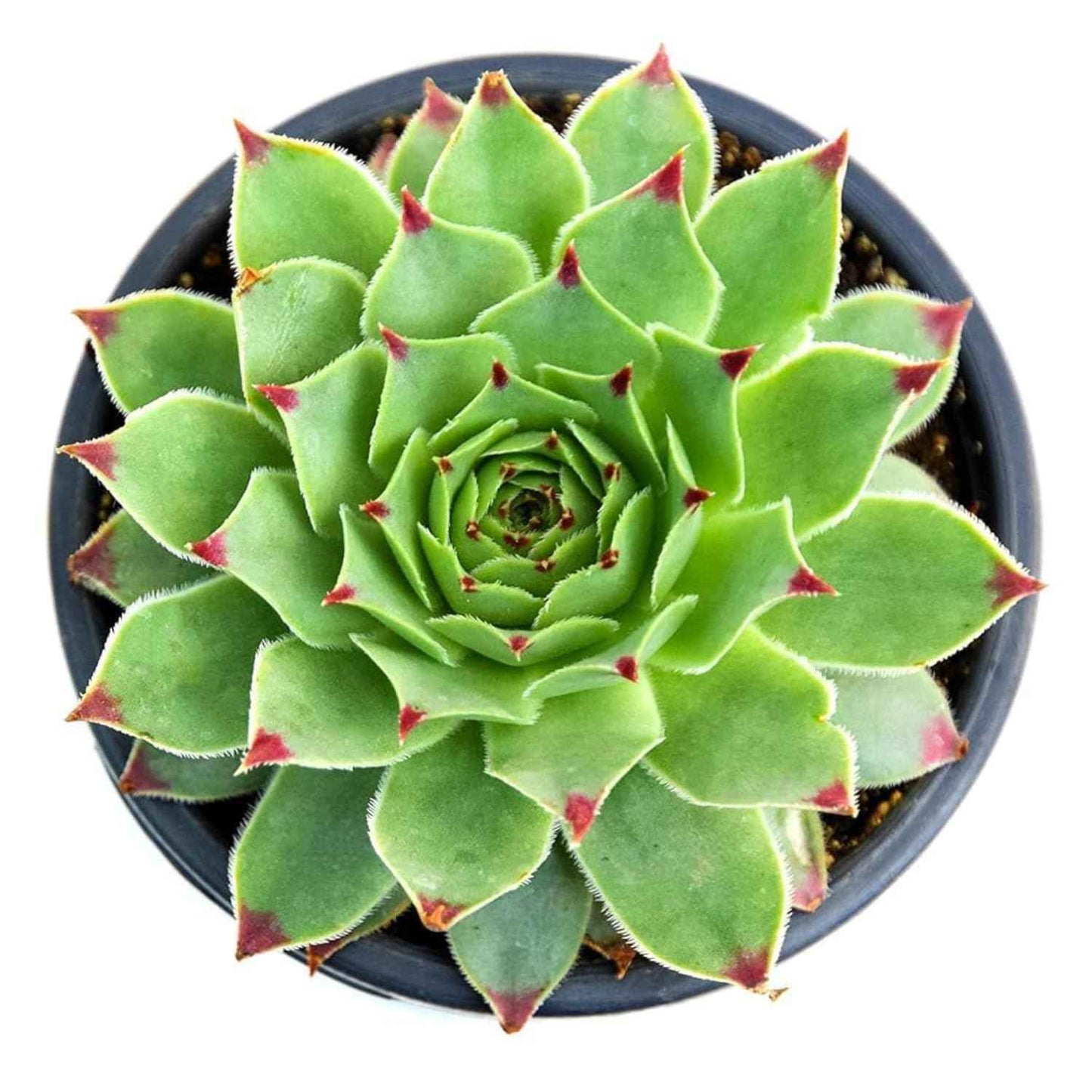 Cat Resin Planter – Succulent Pot