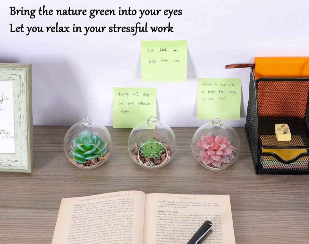 Stylish DIY Terrarium Kit - round 5.5 inch with live plants