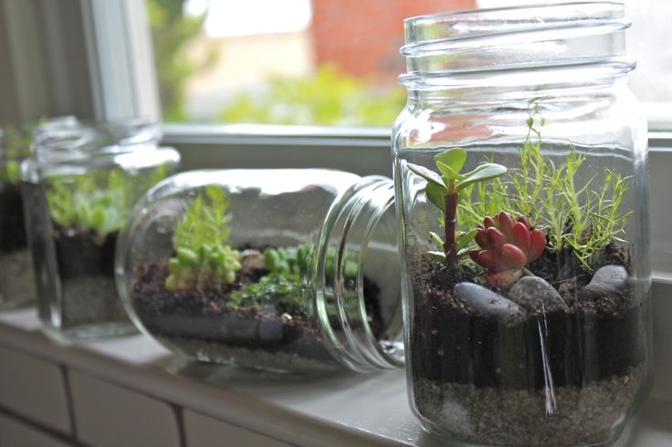 Mini Oasis Terrarium DIY Kit with Moss and Live plants included (6 inches Jar) - COZY GARDEN