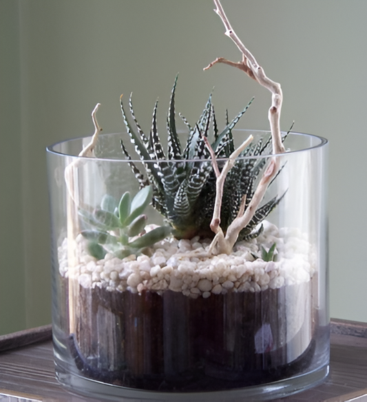 DIY Glass Planter Terrarium Kit – Create Your Own Mini Oasis