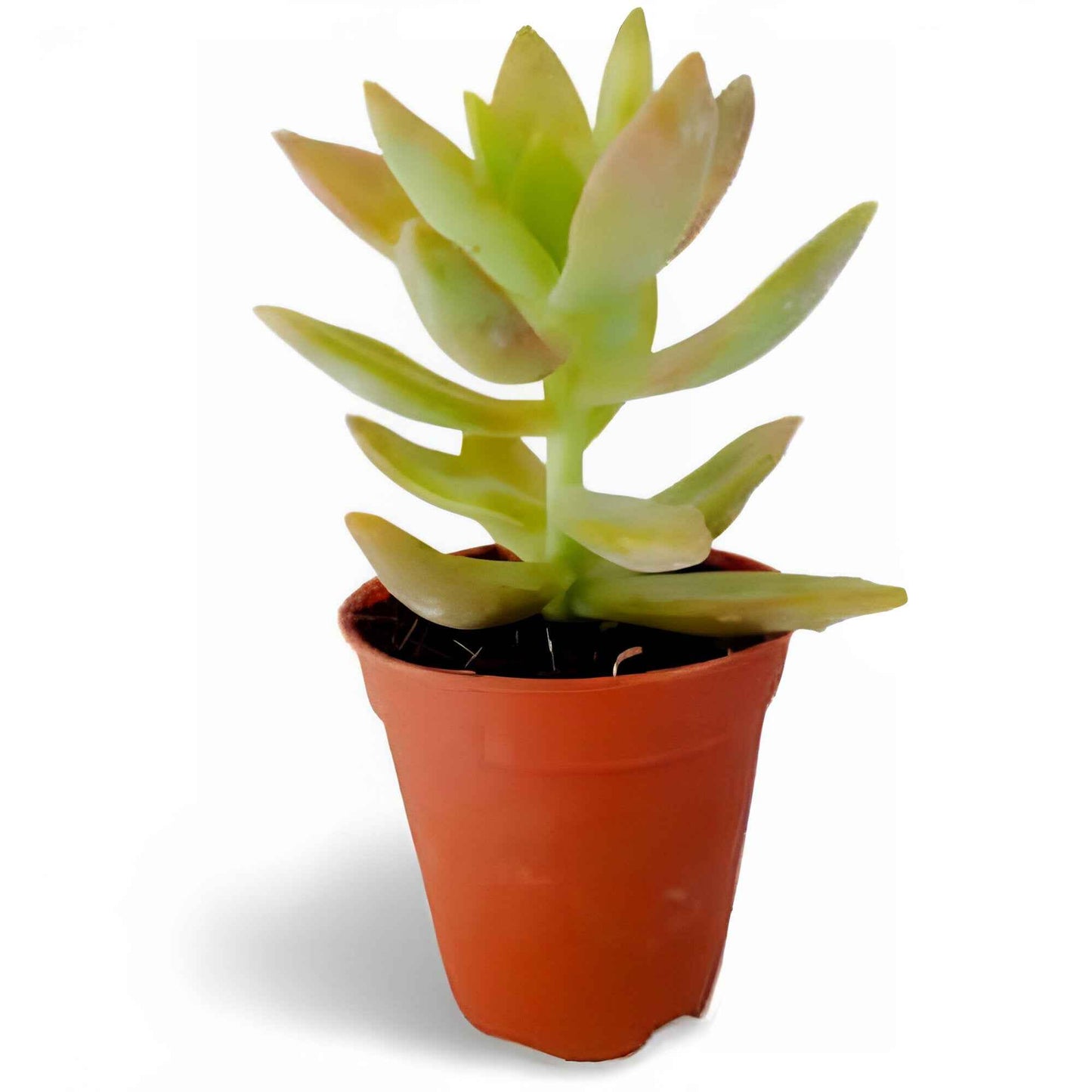 Groot Resin Succulent Pot (4 inch)