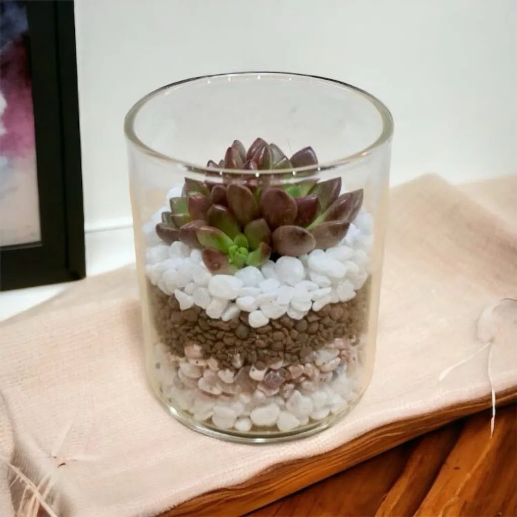 DIY Glass Planter Terrarium Kit – Create Your Own Mini Oasis (9 inches)