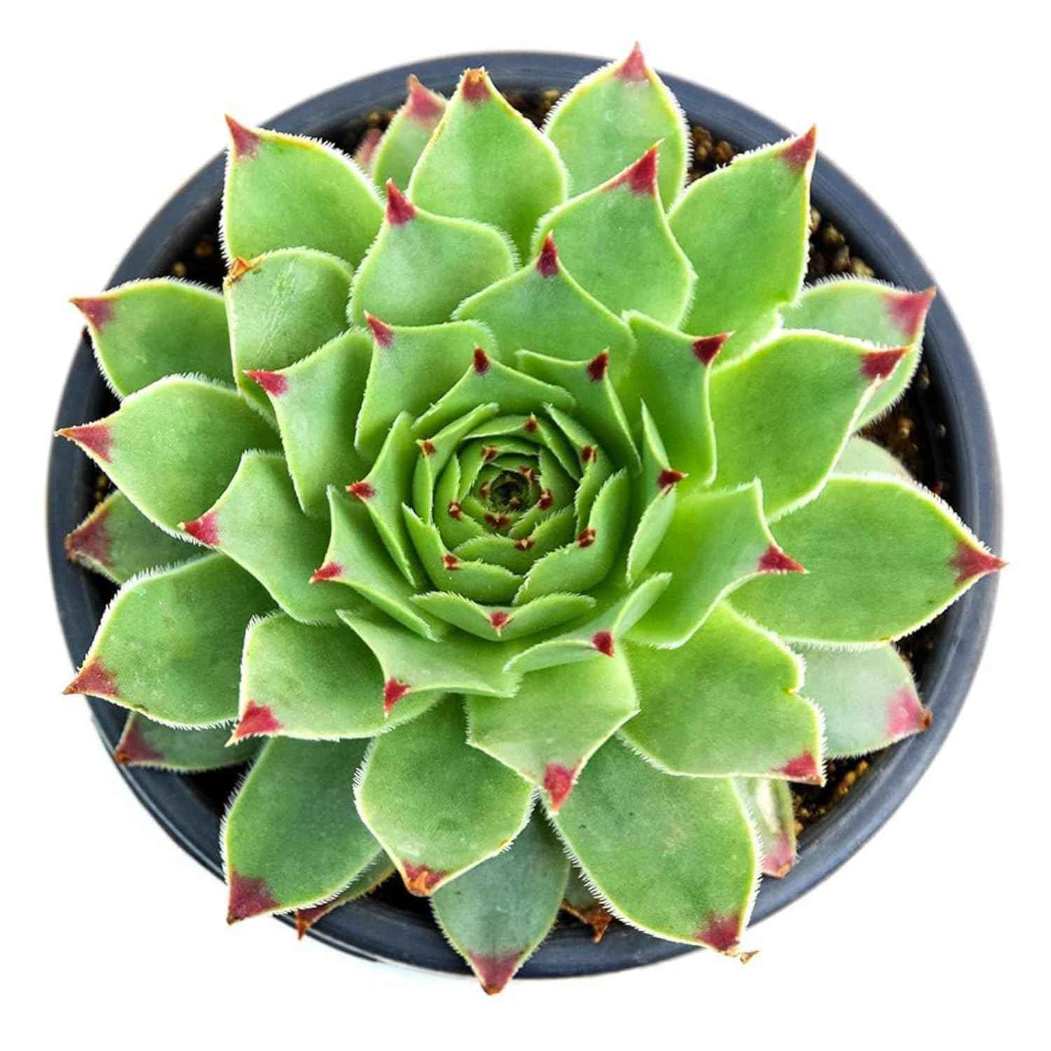 Monk with Temple Resin Succulent Pot