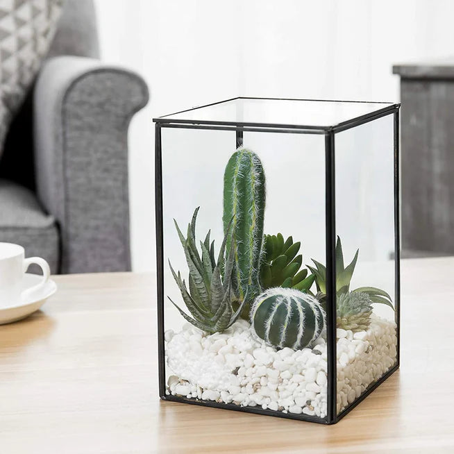 Rectangle Terrarium DIY Kit with live plants included - COZY GARDEN