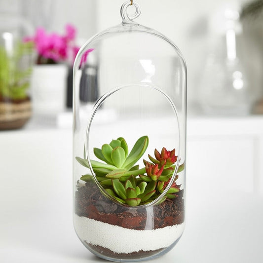 Stylish DIY Terrarium Kit - unique 8 inch Capsule Glass with live plants - COZY GARDEN