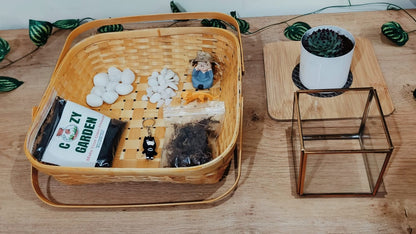 Stylish Square Terrarium DIY Kit with Live Plant Included – Create Your Own Green Oasis - COZY GARDEN