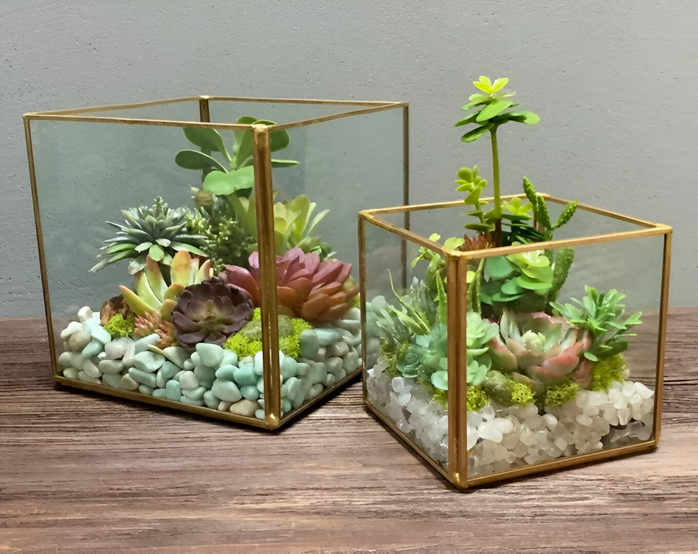 Stylish Square Terrarium DIY Kit with Live Plant Included – Create Your Own Green Oasis - COZY GARDEN